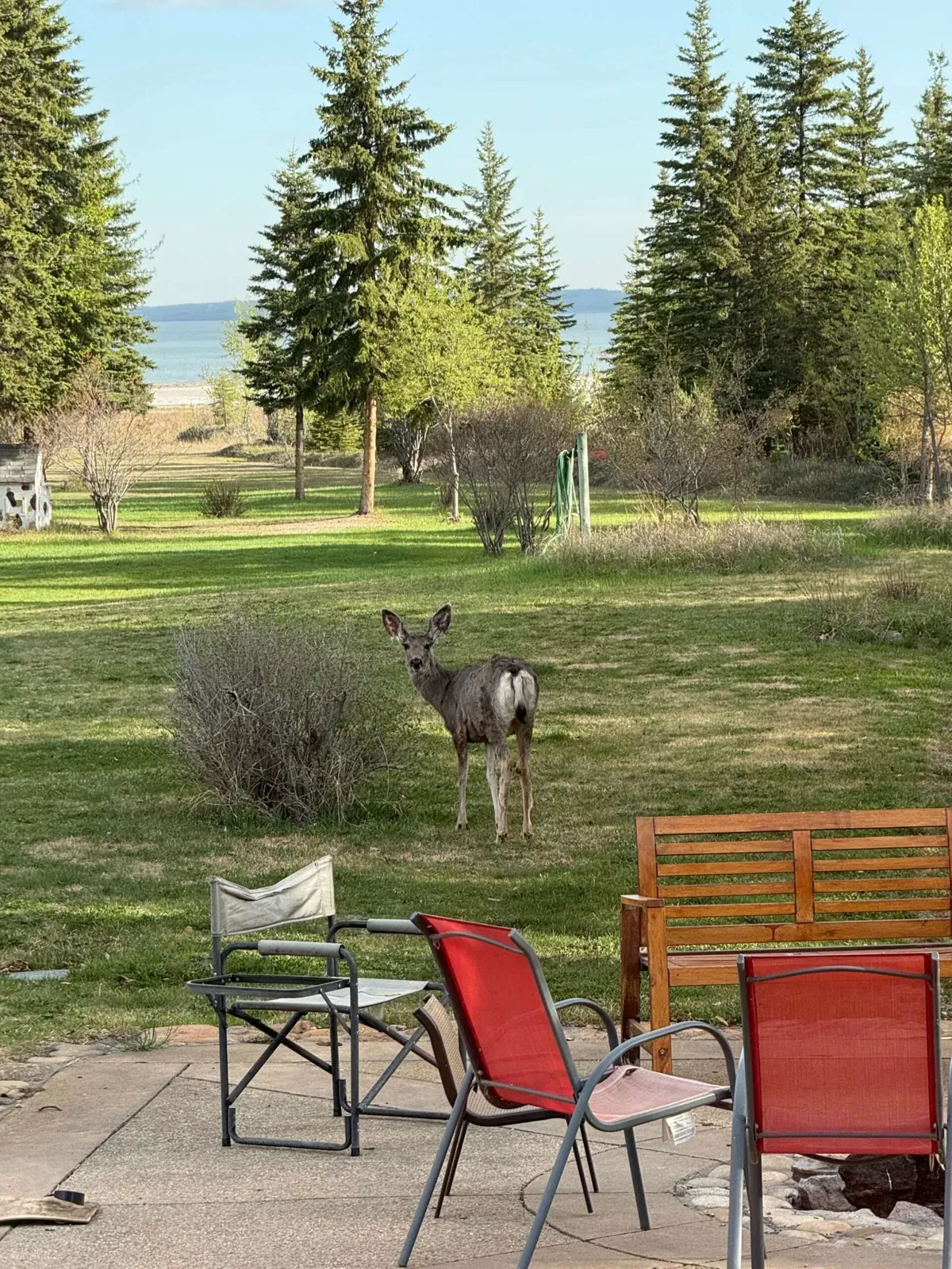 A deer on the lawn of the retreat house at Gull Lake